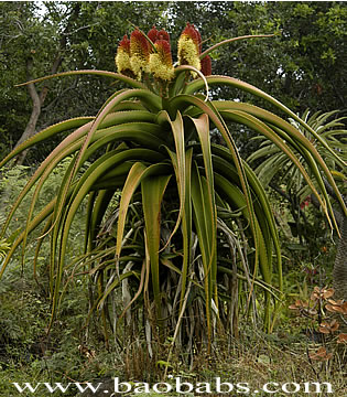 Aloe helenae